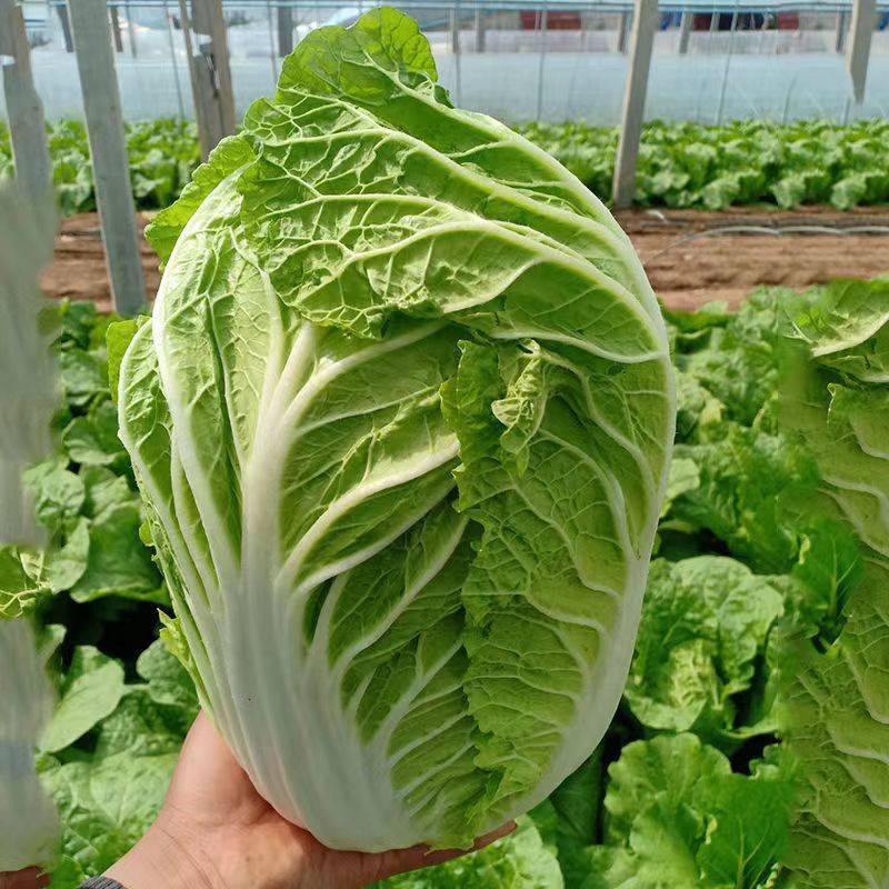 骄阳50白菜种子早熟耐湿球叶细嫩纤维少口味甘甜适应性广泛
