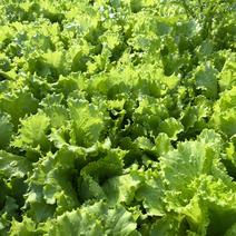 软尾生菜种子生长健壮速度快栽培容易叶质柔嫩品质优良易种植