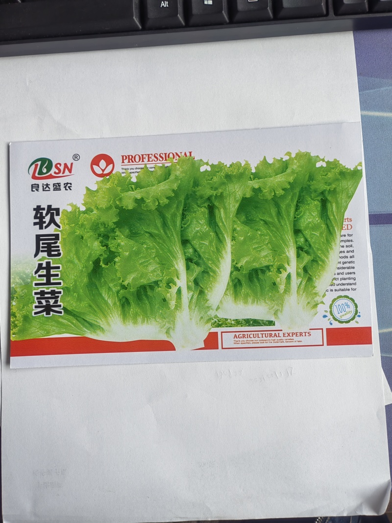 软尾生菜种子生长健壮速度快栽培容易叶质柔嫩品质优良易种植