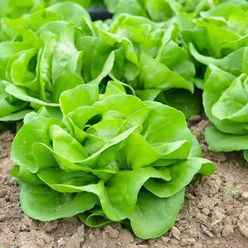 盛农绣球生菜种子球紧质优耐寒抗病味脆甜易栽培产量高好管理