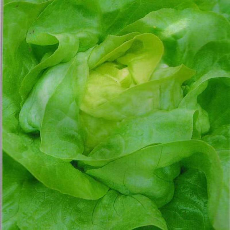 盛农绣球生菜种子球紧质优耐寒抗病味脆甜易栽培产量高好管理