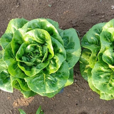 盛农绣球生菜种子球紧质优耐寒抗病味脆甜易栽培产量高好管理