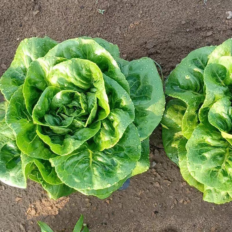 盛农绣球生菜种子球紧质优耐寒抗病味脆甜易栽培产量高好管理