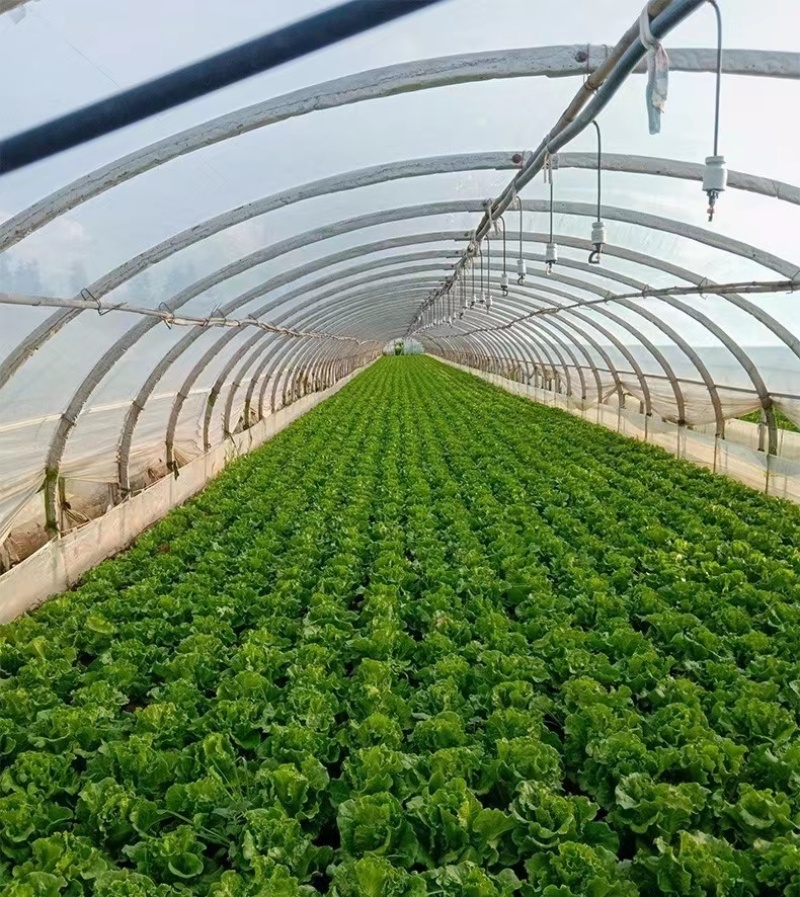 盛农绣球生菜种子球紧质优耐寒抗病味脆甜易栽培产量高好管理