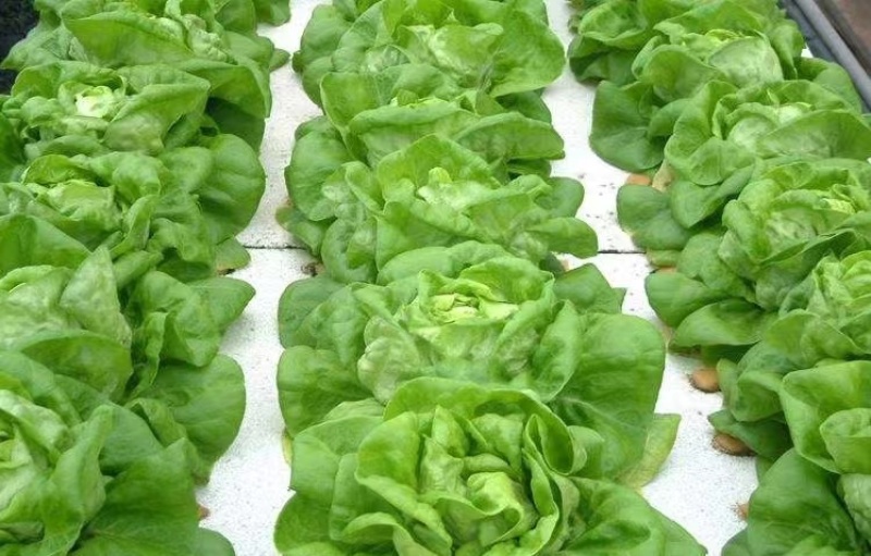 盛农绣球生菜种子球紧质优耐寒抗病味脆甜易栽培产量高好管理