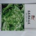 盛农绣球生菜种子球紧质优耐寒抗病味脆甜易栽培产量高好管理