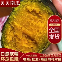[精选]山东潍坊贝贝南瓜南瓜粉香甜糯基地供应