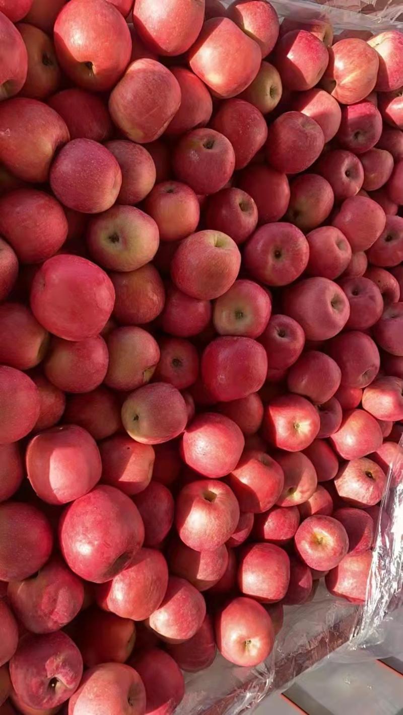 苹果山东红富士苹果规格齐全脆甜多汁价格实惠全国发货