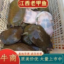 江西南丰县8年以上的老甲鱼，长年吃鱼虾长大的老甲鱼，