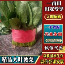 山东泰安大叶菠菜精品直发量大价优产地大量供应中