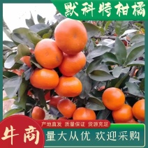 少核默科特柑橘各种规格甜度高一手货源充足价格便宜
