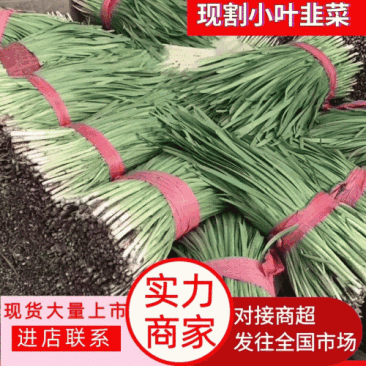 【精品】头茬小叶韭菜基地直供保证质量新鲜现割诚信经营