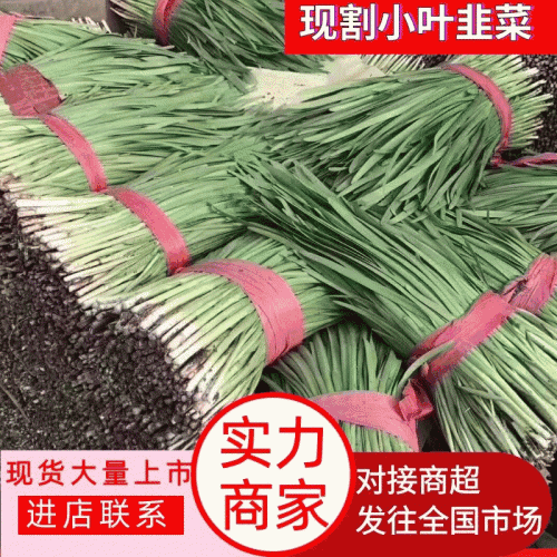 【精品】头茬小叶韭菜基地直供保证质量新鲜现割诚信经营