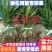 吉祥草观音草松寿兰紫衣草节节寒，一手货源质量好