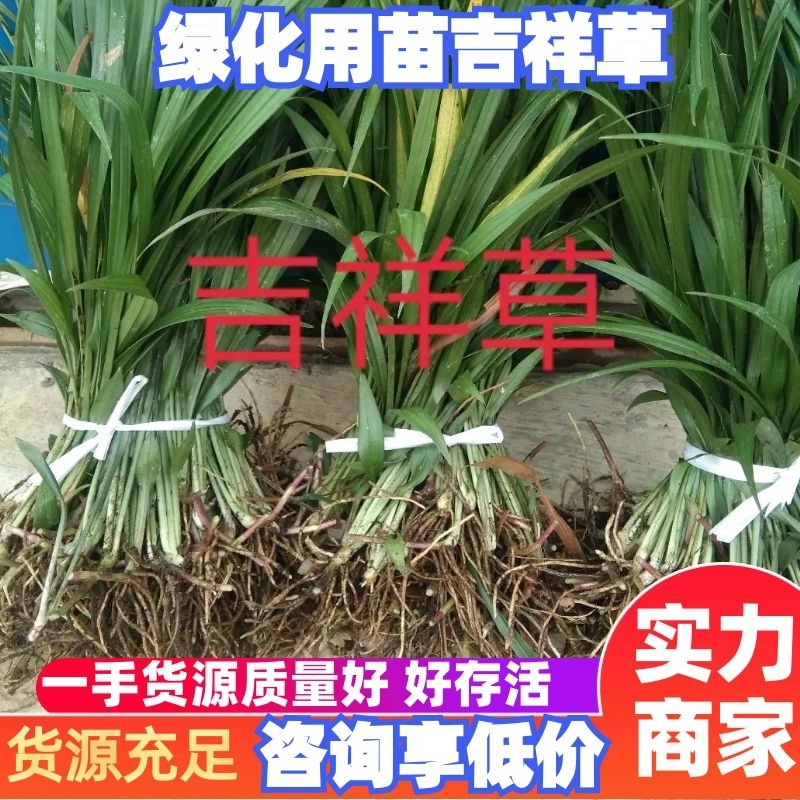 吉祥草观音草松寿兰紫衣草节节寒，一手货源质量好