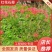 红花石蒜，彼岸花，曼珠沙华，岩蒜，一手货源