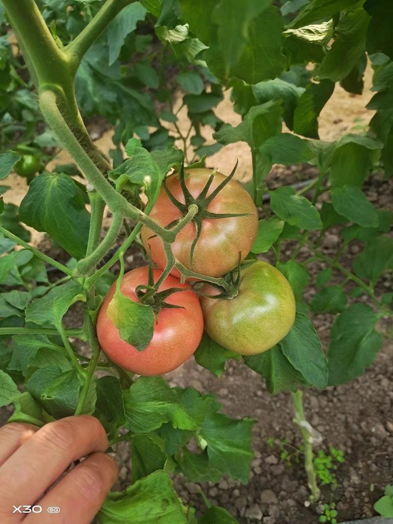 普罗旺斯西红柿番茄粉果品质好对接批发市场及商超生吃好吃