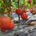 普罗旺斯西红柿番茄粉果品质好对接批发市场及商超生吃好吃
