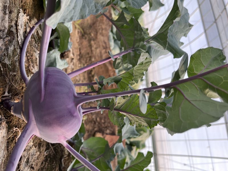 甜脆水果苤蓝种子球形扁圆外皮紫色球面光滑叶片少品质优良