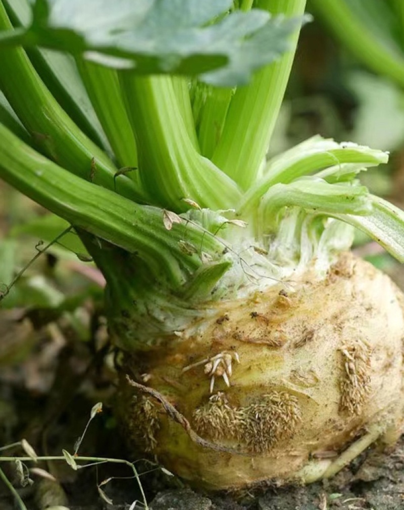 地中海根芹芹菜种子肉质脆嫩口感鲜美产量高品质优良易种植