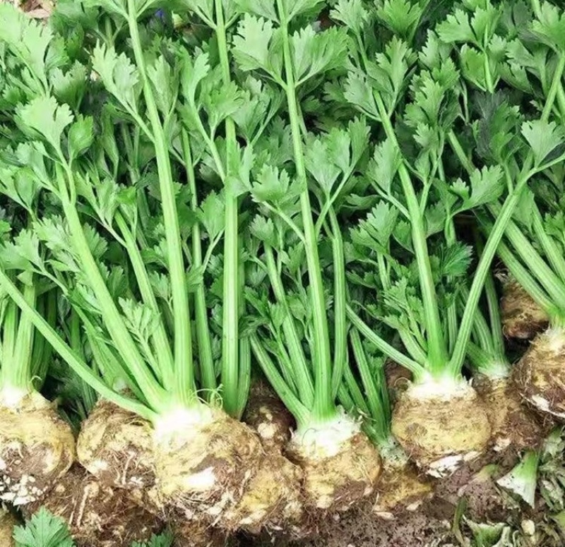地中海根芹芹菜种子肉质脆嫩口感鲜美产量高品质优良易种植