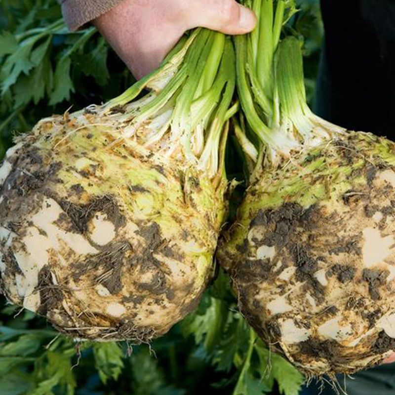 地中海根芹芹菜种子肉质脆嫩口感鲜美产量高品质优良易种植