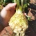 地中海根芹芹菜种子肉质脆嫩口感鲜美产量高品质优良易种植