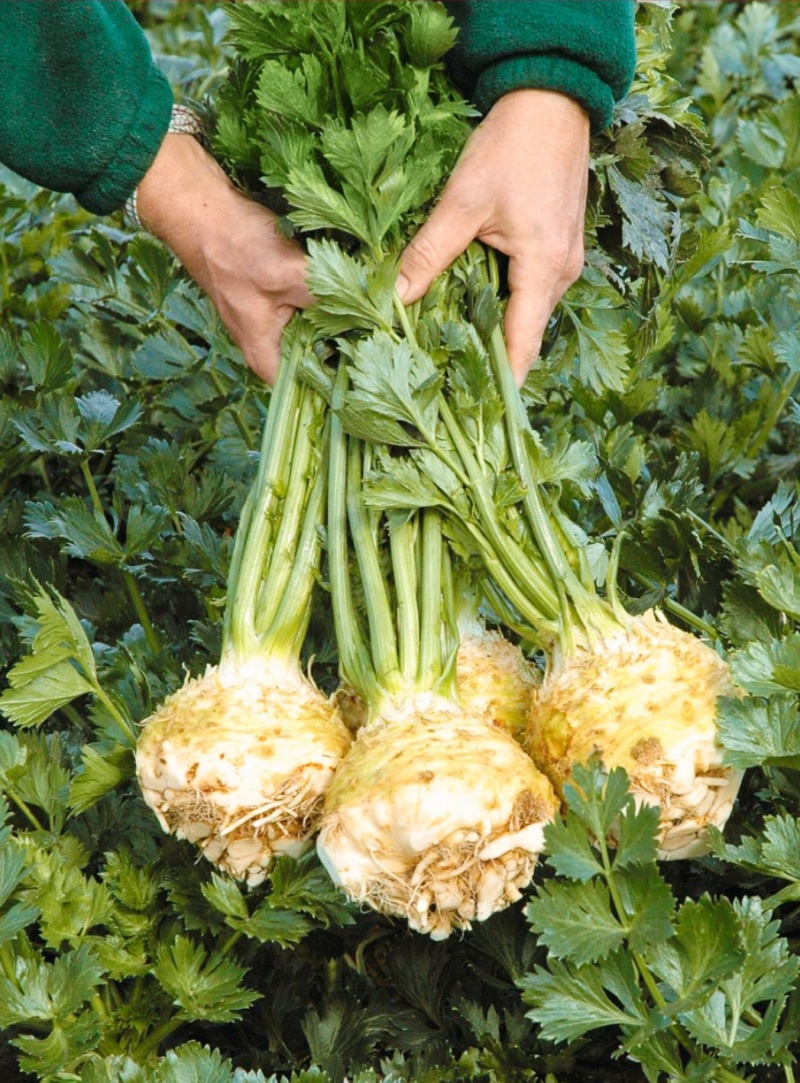地中海根芹芹菜种子肉质脆嫩口感鲜美产量高品质优良易种植
