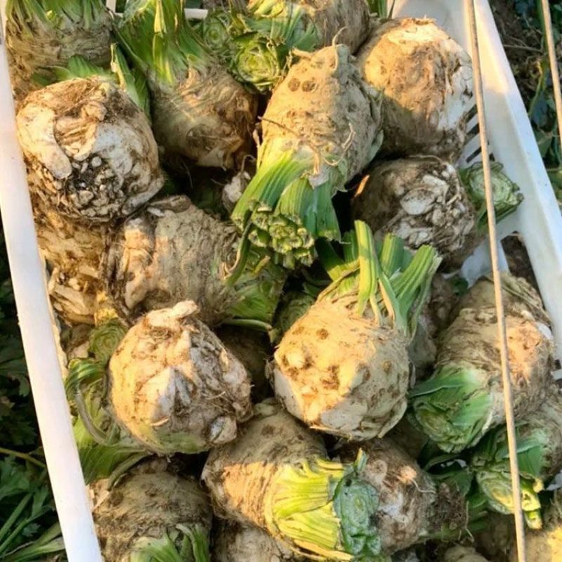 地中海根芹芹菜种子肉质脆嫩口感鲜美产量高品质优良易种植