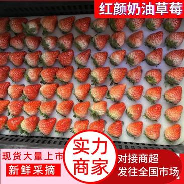 精品红颜草莓品质好口感好货源稳定一手货源现摘现发批量走货