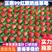 99奶油红颜草莓稳定供应对接商超电商市场价格码优惠欢迎