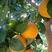 湖北九月红脐橙秭归橙子，品种齐全己上市脐橙产地，价格实惠