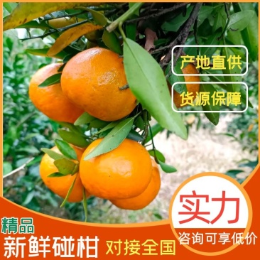 椪柑宜昌椪柑产地欢迎您来看园订购，客户至上，公平交易