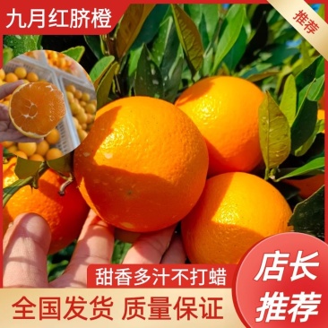 湖北秭归橙子九月红脐橙/品种齐全/脐橙产地/价格实惠