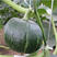 绿板栗南瓜种子早熟面窝瓜高产板栗味黑贝贝超甜糯南瓜种子