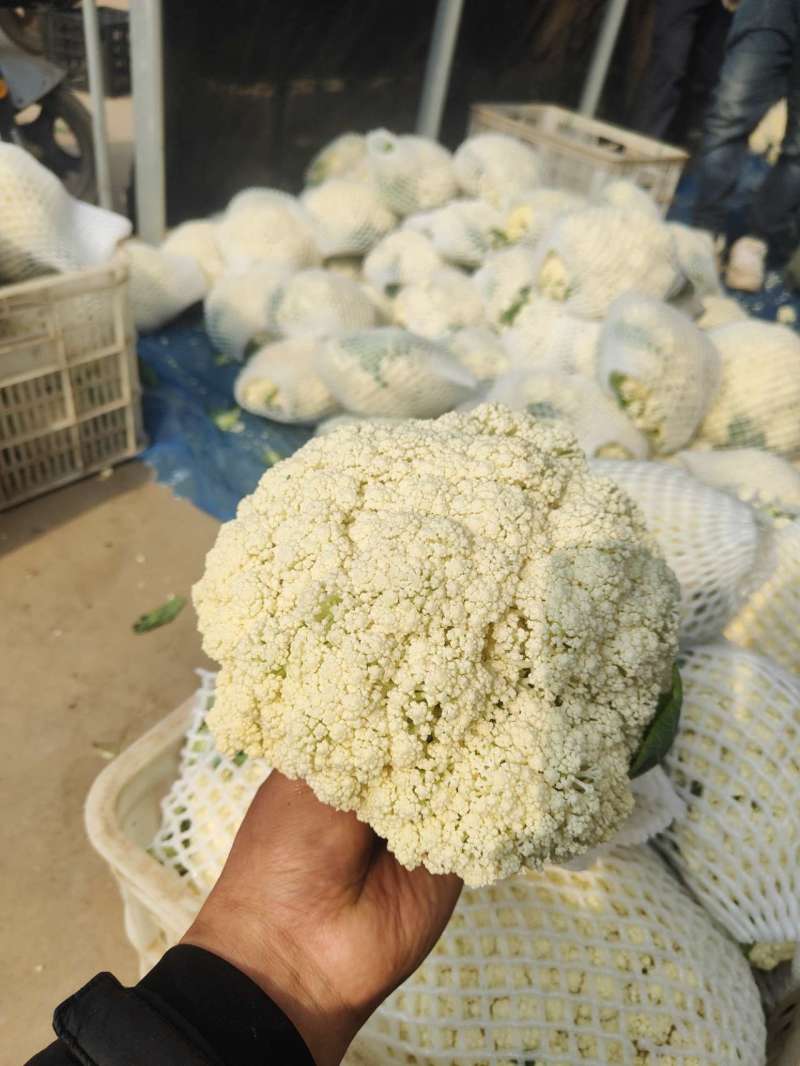 【实力推荐】有机花大量上市中，精品小米花一手货源，全国发货