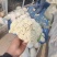 【实力推荐】有机花大量上市中，精品小米花一手货源，全国发货