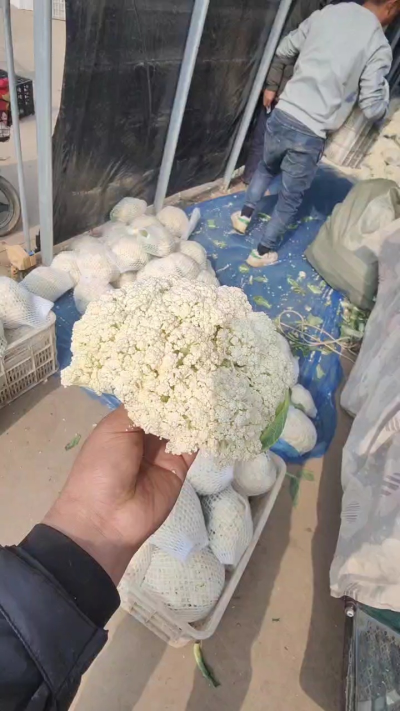 【实力推荐】有机花大量上市中，精品小米花一手货源，全国发货
