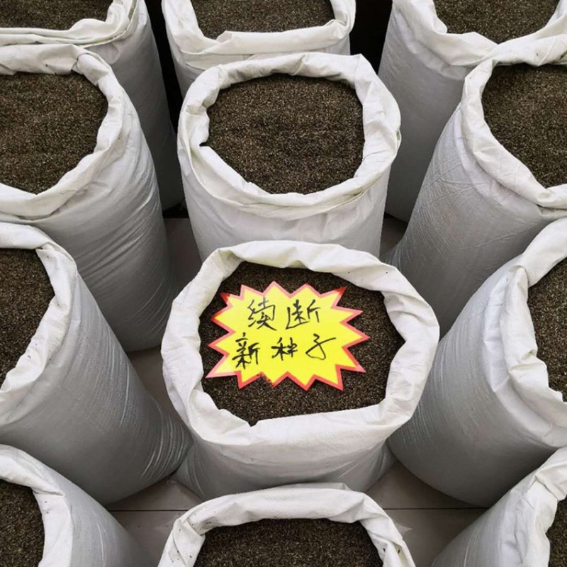 2023【续断种子】半斤新种子/高出芽率/云南发货