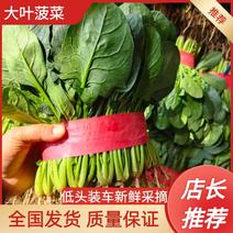 【全年供应】大叶菠菜优质菠菜大量上市欢迎全国来电