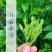 湖北恩施硒都藤茶50g/罐