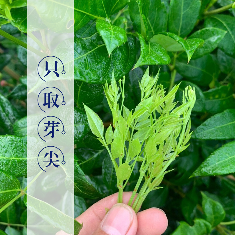 湖北恩施硒都藤茶50g/罐