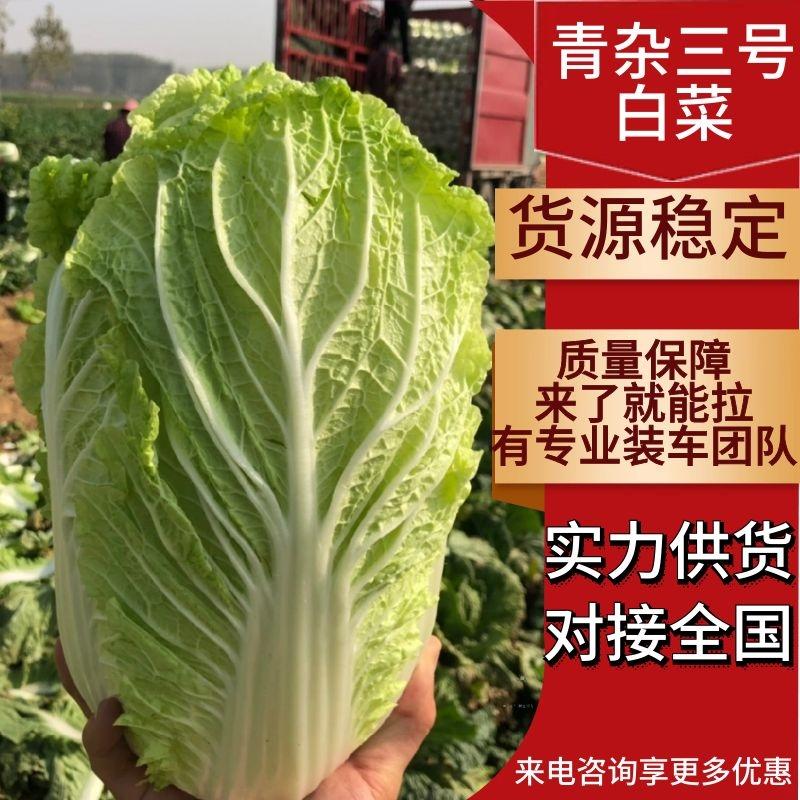 【货源地】白菜青杂三号白菜价格便宜质量保证欢迎采购