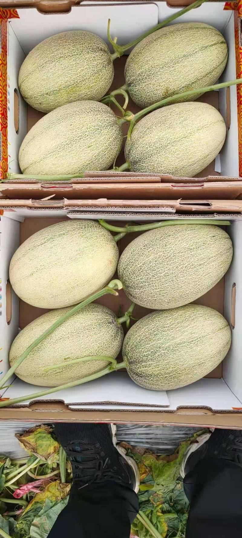 海南海沙地哈密瓜晓蜜25号蜜瓜凤金6号哈密瓜大量现货