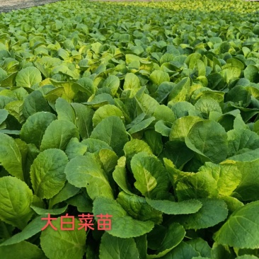 精品优质大白菜苗