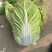 精品优质大白菜苗
