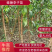 【热销】蜂糖李苗，大量上市，两年苗，保质保量，欢迎采购
