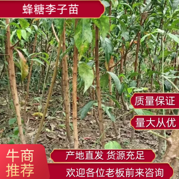 【产地直发】蜂糖李苗，大量上市，两年苗，保质保量，欢迎