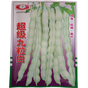 超级九粒白种子芸豆种子优质改良豆角籽早熟无筋抗病高产大田