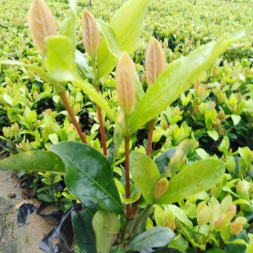龙船花小苗规格齐全大量现货批发零售